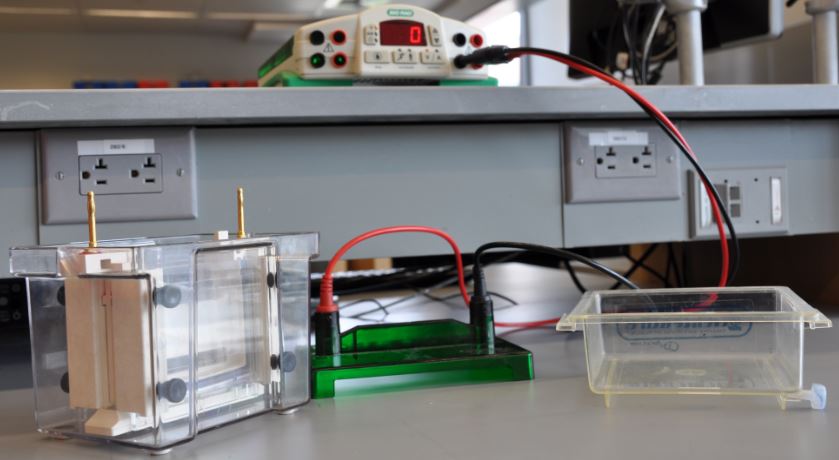 Vertical Electrophoresis